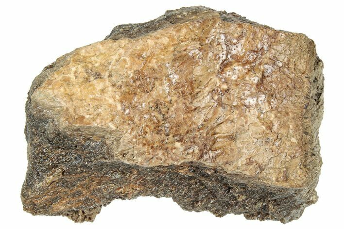 Fossil Tyrannosaur (T rex) Bone Section - Wyoming #314008